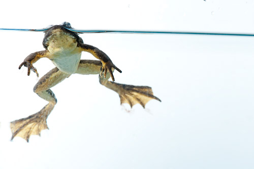 
Southern mountain yellow-legged frog (Rana muscosa).www.joelsartore.com

